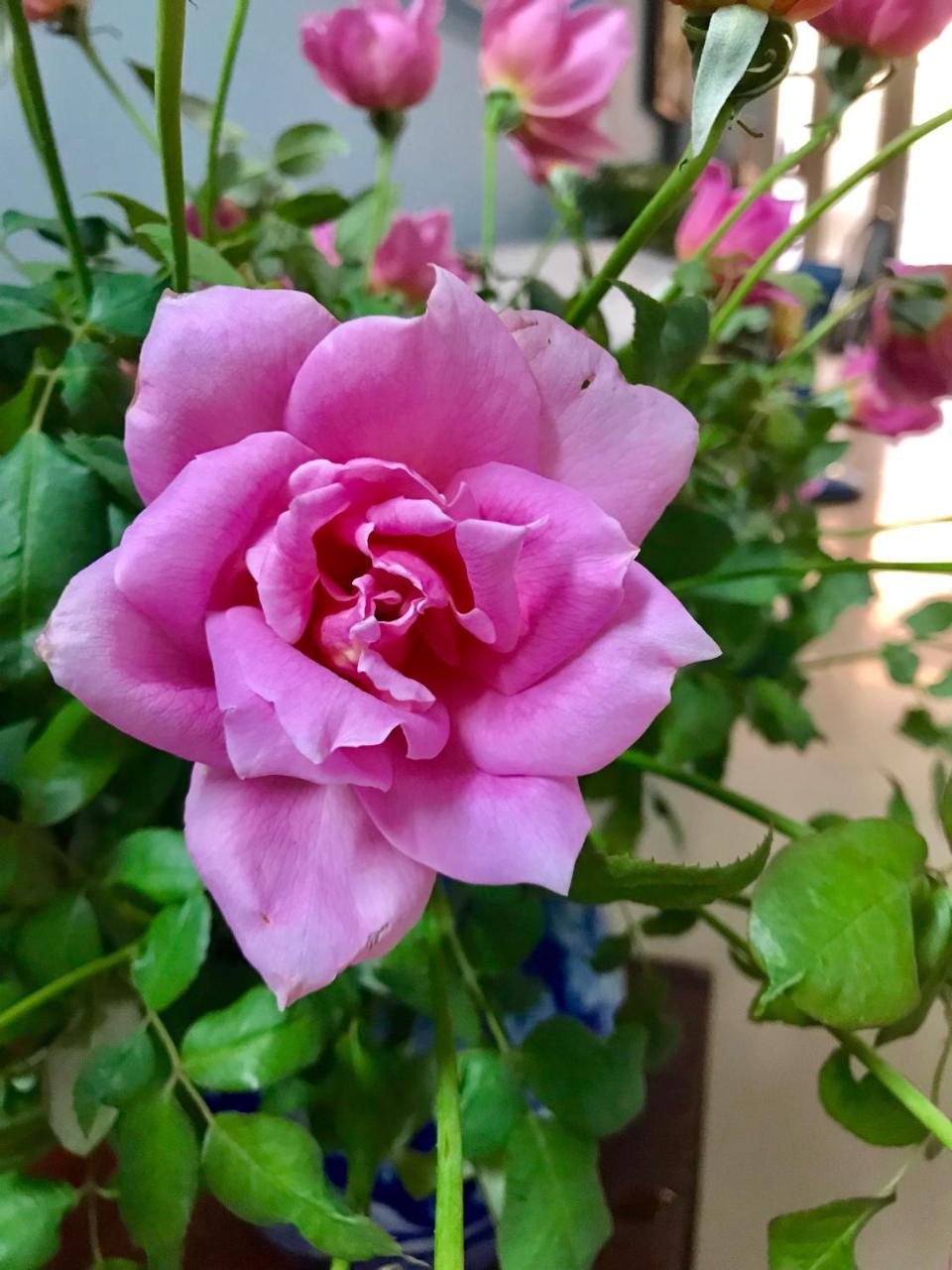 The Rose Home Hanoi Kültér fotó
